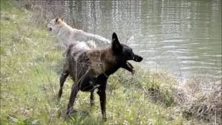 Berger Malinois et Chien Loup Tchecoslovaque [upl. by Randene]