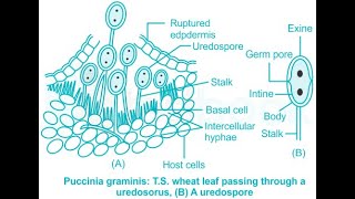 UREDOSPORE OF PUCCINIA [upl. by Llecram]