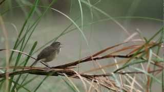 野鴝母鳥 鳴叫 Siberian Rubythroat sounding [upl. by Niwred]