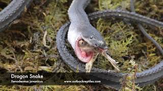 Dragon Snake Feeding on Treefrog [upl. by Yodlem]