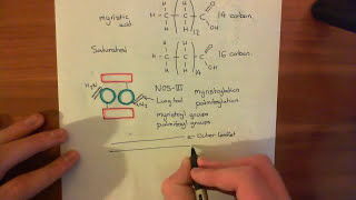 Caveolae and Endothelial Nitric Oxide Synthase Part 3 [upl. by Pagas486]