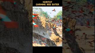 Habitat Carmine Bee Eater [upl. by Svend]