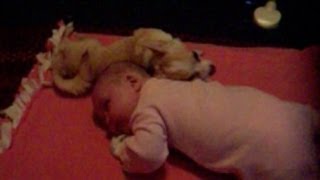 Dog Cuddling With Baby [upl. by Janina]