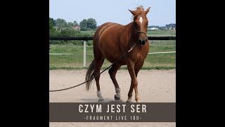 Czym jest SER  fragment live 189  Trening koni [upl. by Ennayrb]