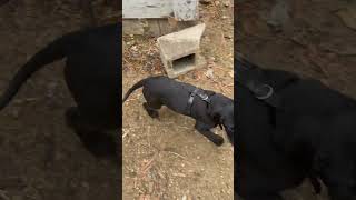 New puppy blacklab colburn cute puppy fun animallover [upl. by Atikal]