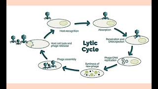 cycle viral🔬 les différences entre cycle lytique et cycle lysogénique🤔 [upl. by Itsrik]