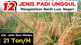 12 JENIS PADI UNGGUL PRODUKSI TERTINGGI bisa 21 TonHa  benih padi unggulan [upl. by Orvil]