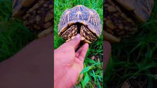 Turtle is mishing 🐢 tortoise viral shorts [upl. by Gurney]