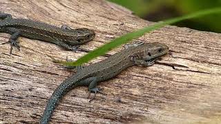 Levendbarende hagedis Viviparous lizard [upl. by Rollo]