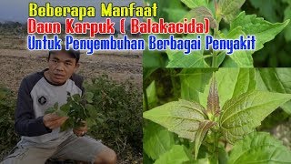 Beberapa Manfaat Mengejutkan Dari Daun Semak Ini Karpuk Balakacida [upl. by Osner]