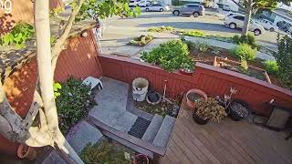 Three Schoolboys on Bicycles Steal Political Yard Sign  Caught on CCTV [upl. by Ahset678]