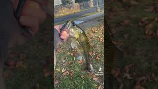 Senior home pond is loaded freshwaterfish gamefish bass fishtok largie largemouthbass lake [upl. by Maleki910]