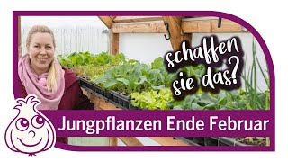 Aussaaten amp Jungpflanzen im März  Februar wie sieht es bei uns aus [upl. by Aletta967]