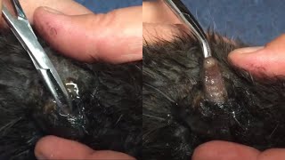 Massive Botfly Maggot Removed From Poor Cats Back Part 82 [upl. by Kirsten342]