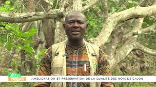 ANACARDE  APPLIQUER LES BONNES PRATIQUES AGRICOLES [upl. by Minardi]