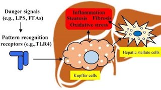 Histology and Histophysiology of Kupffer cells Macrophage phagocytic cells of liver [upl. by Marwin]