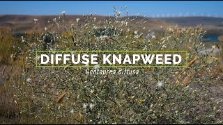 Diffuse Knapweed [upl. by Fregger]