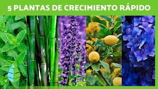 5 PLANTAS que CRECEN muy RÁPIDO 🌷🌳 Aromáticas con Flores Frutales y más [upl. by Aicenav]