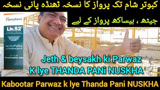 Kabootar ki parwaz k lye thanda pani nuskha  jeth aur beysakh kabotar parwaz ka thanda pani nuskha [upl. by Nwaf]