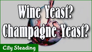 EC1118 vs K1V1116 Part 3  Wine vs Champagne Yeast Results [upl. by Ainna]