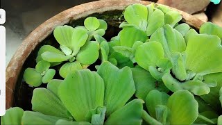 All about pestia Jalkumbhi waterlettuceaquaticplant trending viralvideo [upl. by Aizirtap911]