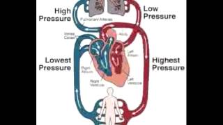 Open Vs Closed Circulatory Systems  A Level Biology [upl. by Carnay]