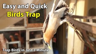 Birds Trap Just in 2 Minute  Small Birds Catching Trap Working 100  Very Simple and Quick Making [upl. by Wilhelm]