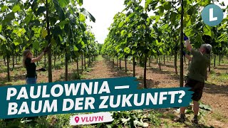 Von 0 auf 4 Meter in einem Jahr rettet PaulowniaBaum unser Klima  WDR Lokalzeit LandSchafft [upl. by Spanjian586]