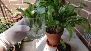 How to grow Christmas Cactus from Cuttings [upl. by Eelyma]