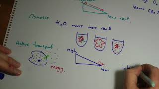 AQA GCSE Biology B1 summary Cells Part 2 [upl. by Eidas418]