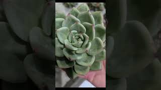 Echeveria succulents grow up plants succulent shortvideo succulentvarieties gardenflowers [upl. by Ayekram]