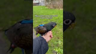 Cranky Parrot on a Leash pionus parrot papegaai aviatorharness bronzewing [upl. by Demb]