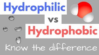 Hydrophilic vs Hydrophobic  Substances  Cell Membranes [upl. by Naliorf174]