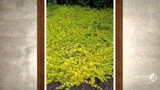 Lysimachia  garden plants [upl. by Swenson]