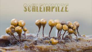 Schleimpilze  Slime Mold  Myxomycetes [upl. by Quartana]