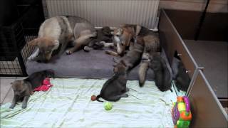 Chiots chiensloups tchécoslovaques âgé de 26 jours  Portée Heaven X Franck 2015 [upl. by Philly]