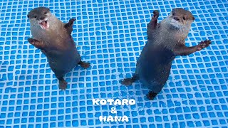 新しいプールに大喜びのカワウソとキレまくるカワウソ Otters Cant Wait to Swim in New Pool [upl. by Dragelin]