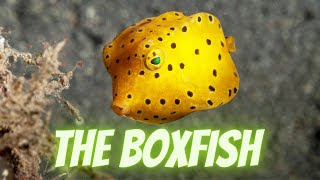 The Boxfish the surprisefilled safe of marine life [upl. by Hardwick743]