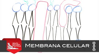 Membrana Celular │biología [upl. by Myo]