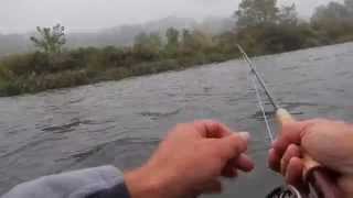 FALL FLY FISHING THE CATSKILLSBIG BROWNS [upl. by Eityak]