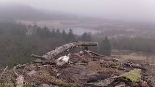 Llyn Clywedog 1 Osprey Nestā€ļø¸180423 [upl. by Janeczka]