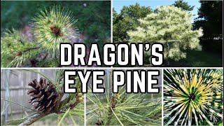 Planting a Dragons Eye Red Pine Pinus Densiflora Oculus Draconis  Joshuas Garden [upl. by Elish]