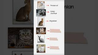 Can you name these Cat breeds [upl. by Ottinger]