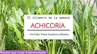 ACHICORIAPlanta Medicinal  Usos y Aplicaciones [upl. by Crellen798]