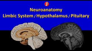 Neuroanatomy Limbic System Hypothalamus and Pituitary Axis [upl. by Amberly]