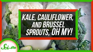 Kale Cauliflower and Brussels Sprouts Are the Same Species [upl. by Aix500]