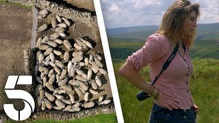 Rounding Up The Unsheared Sheep  Our Yorkshire Farm  Channel 5 [upl. by Kegan]