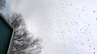 Beautiful Bird Murmuration [upl. by Rocher963]