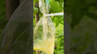 🍃☘️🍅🍅Tomato propagation method using cuttings🍅🍅☘️🍃 [upl. by Abihsot]