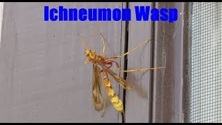 Ichneumon Wasp Facts and Footage  Ichneumonidae [upl. by Willms]